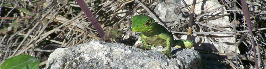 Estudios en materia de vida silvestre