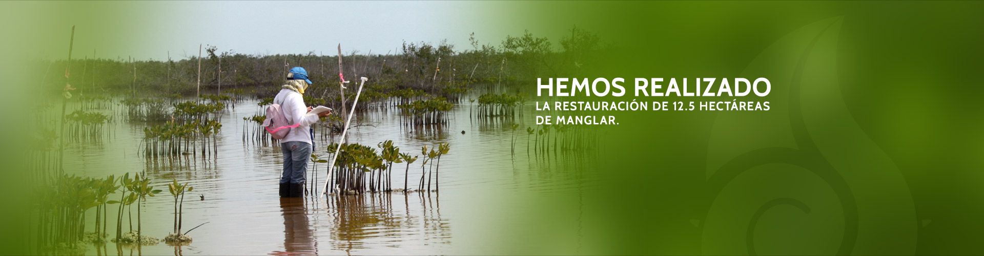 Hemos realizado las restauración de 12.5 Hectáreas de manglar.
